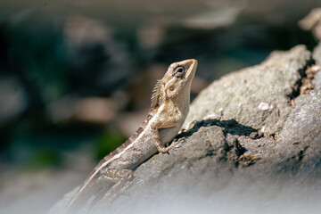 oriental garden lizard
