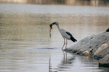 asian openbill