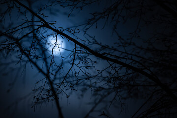 Hornbeam branches with out of focus full moon  in background,  hamburg, germany, 2023,  horizontal...