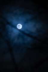 Full moon with out of focus hornbeam branches in foreground,  hamburg, germany, 2023,  vertical...