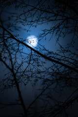 Hornbeam branches with out of focus full moon in background,  hamburg, germany, 2023,  vertical...