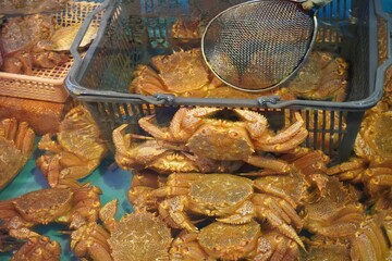 生け簀の中の生きた毛蟹