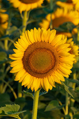 girasole nella luce del mattino