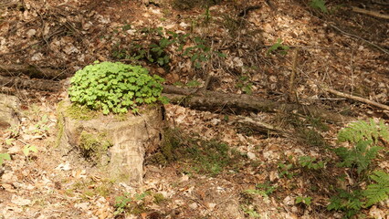 Waldklee auf einem Baumstumpf