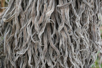 Closeup of dry leaves of biennial plant Echium wildpretii. It is dead after the end of its two year life cycle. Suitable as a plant related, textured or abstract background.