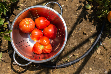 Ripe organic tomatoes in garden ready to harvest. Bowl of ripe tomatoes.