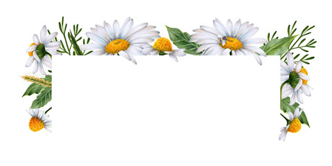 Set of watercolor floral banners, composition of wildflowers and plants drawn on white background. White daisies, green leaves, bumblebee, ears of wheat. To decorate your design, corporate identity, l