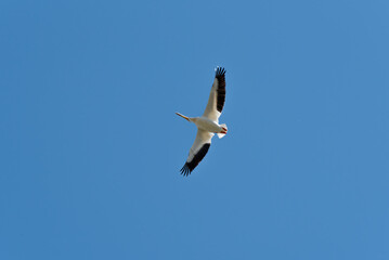 Fototapeta na wymiar An American White Pelican Flying In A Blue Sky In Spring