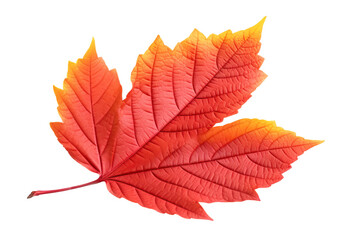 Naklejka na ściany i meble Red and yellow autumn tree leaf cut out