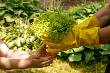 Naklejka na ściany i meble mother's hands in gloves pass into the hands of her daughter a salad just picked from the garden