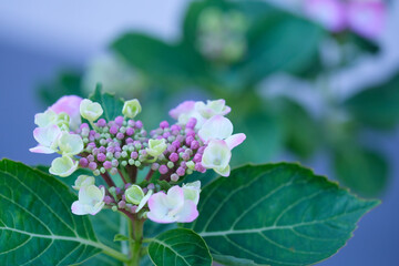 macro photo of hydrangea flowers in pink white color