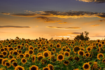 Obraz premium Sonnenblumen