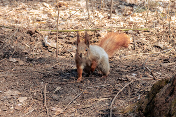 A beautiful red squirrel sneaks through the forest