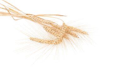 ears of wheat isolated on white