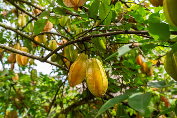 Close up view of a organic  Star fruit -carambola tree full with Fruit