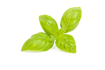 basil isolated