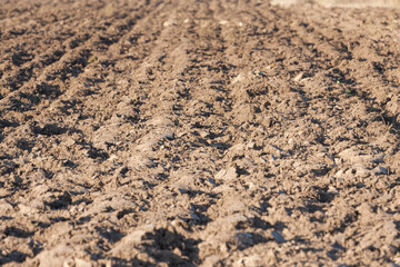 field arable