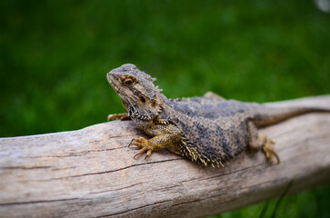 Central bearded dragon (Pogona vitticeps) in Fuerteventura