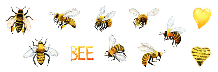 Watercolor honey bees set. Honey bee, beekeeping, honey farm, apiary background, organic healthy natural food, medicine, healthcare.. 