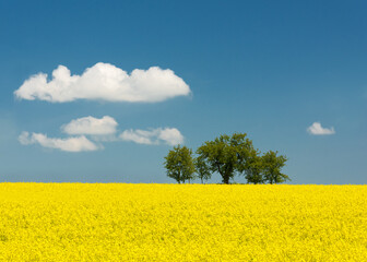 Obraz premium rapeseed field and blue sky with clouds on a sunny day