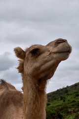 Detail of the head of a dromedary,