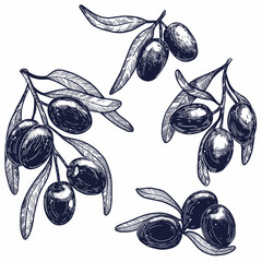 Olive Branch in Linear Style hand draw style