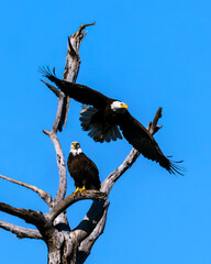 A pair of Eagles had been perched in a tree and one decided to take flight.  This Eagle has its wings and tail spread out to catch as much air as it can, as the other Eagle watches.