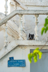 Cute dog and traditional local Turkish Architecture in Bodrum Old Town, Turkish Aegean coast of Turkey. .