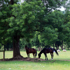 Two horses stood under a tree.