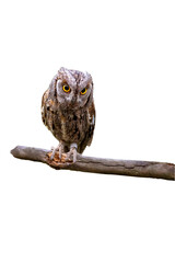 Isolated Owl. Eurasian Scops Owl. (Otus scops). White background.