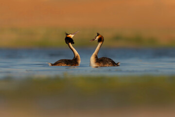 Birds love. Colorful nature background.Great Crested Grebe. (Podiceps cristatus). 