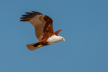 brahminy kite in flight