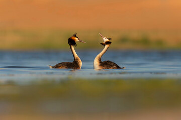 Birds love. Colorful nature background.Great Crested Grebe. (Podiceps cristatus). 