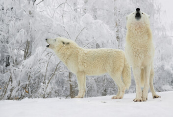 two white polar howling wolves against the backdrop of a winter forest