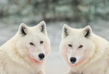 two polar wolves on a blurred background