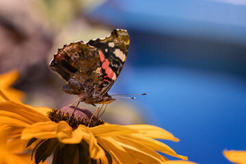 Motyl, Rusałka admirał (Vanessa atalanta) © anettastar
