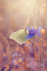 Motyl Latolistek cytrynek (Gonepteryx rhamni) © anettastar