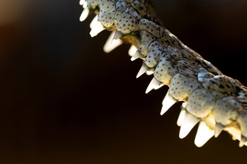 detalle de dentadura de caiman o de cocodrilo