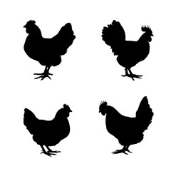 Black silhouette of chickens. A black and white icon set of poultry. Flat logo of a hen for a farm. vector set of farming animal.	
