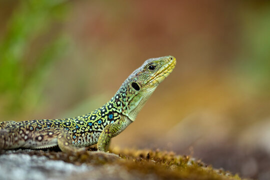 Vista de perfil de un lagarto ocelado