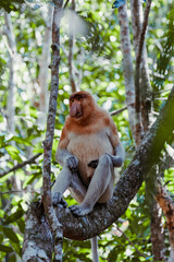 Proboscis monkey (Nasalis larvatus) or Proboscis monkey are endemic species that inhabit mangroves on the island of Borneo (Indonesia, Malaysia and Brunei).