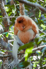 Proboscis monkey (Nasalis larvatus) or Proboscis monkey are endemic species that inhabit mangroves on the island of Borneo (Indonesia, Malaysia and Brunei).