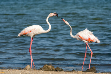 Greater flamingo (Phoenicopterus roseus) fighting, Murcia, Spain
