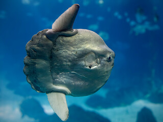 Beautiful sunfish closeup - obrazy, fototapety, plakaty