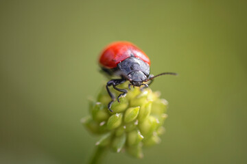 Red and black insect