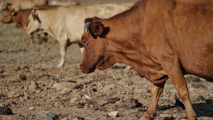 vaca quinta, produção carne natureza, mamífero