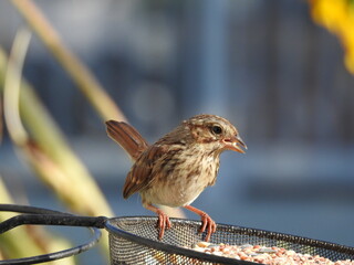 A song sparrow perched on a bird feeder with a seed in its beak. Elkton, Cecil County, Maryland.