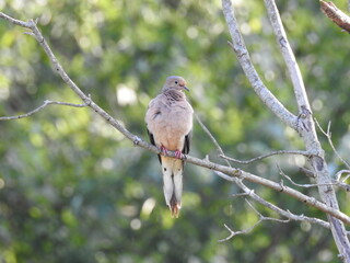 A mourning Dove perched on a branch in Elkton, Cecil County, Maryland.