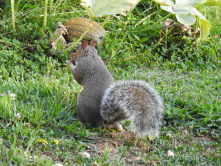 Eastern gray squirrel eating a peanut in Elkton, Cecil County, Maryland.