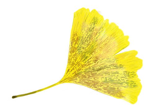 Yellow ginkgo autumn leaf isolated watercolor illustration PNG transparent background